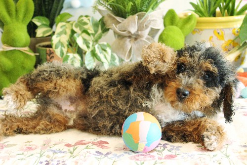 puppy, for, sale, Mini Bernedoodle, Melvin  Fisher, dog, breeder, Coatesville, PA, dog-breeder, puppy-for-sale, forsale, nearby, find, puppyfind, locator, puppylocator, aca