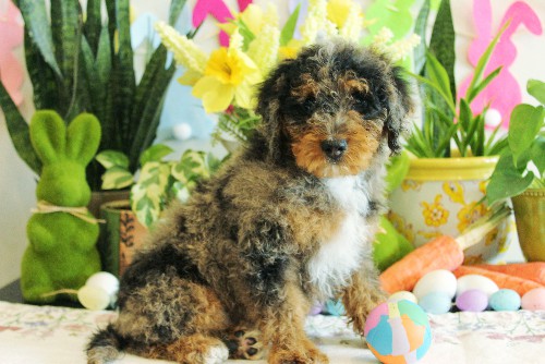 puppy, for, sale, Mini Bernedoodle, Melvin  Fisher, dog, breeder, Coatesville, PA, dog-breeder, puppy-for-sale, forsale, nearby, find, puppyfind, locator, puppylocator, aca