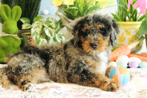 puppy, for, sale, Mini Bernedoodle, Melvin  Fisher, dog, breeder, Coatesville, PA, dog-breeder, puppy-for-sale, forsale, nearby, find, puppyfind, locator, puppylocator, aca