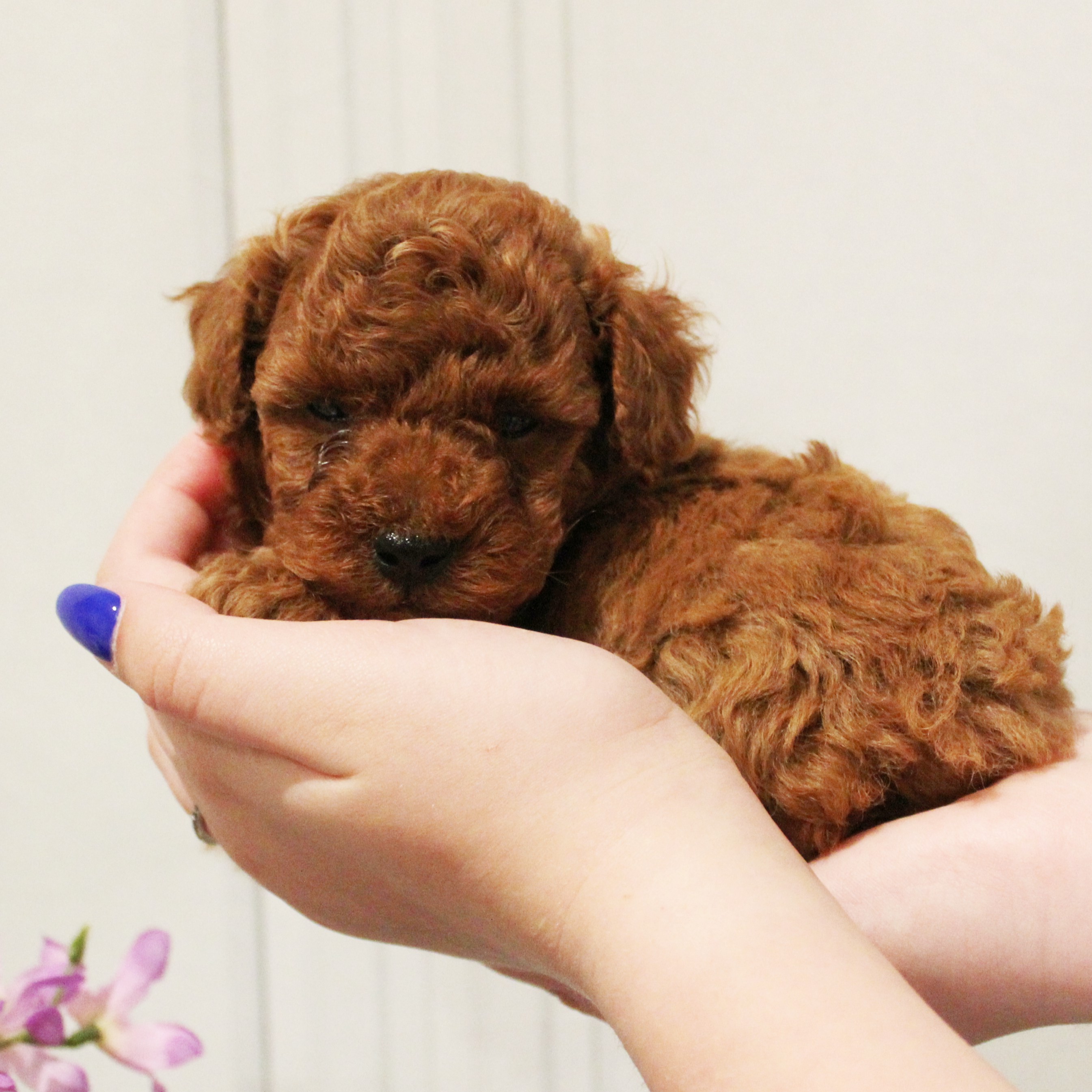 puppy, for, sale, Toy Poodle, Melvin Fisher, dog, breeder, Coatesville