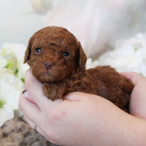 puppy, for, sale, Toy Poodle, Melvin  Fisher, dog, breeder, Coatesville, PA, dog-breeder, puppy-for-sale, forsale, nearby, find, puppyfind, locator, puppylocator, aca