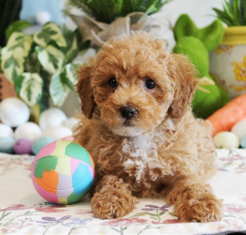 puppy, for, sale, Toy Poodle, Melvin  Fisher, dog, breeder, Coatesville, PA, dog-breeder, puppy-for-sale, forsale, nearby, find, puppyfind, locator, puppylocator, aca