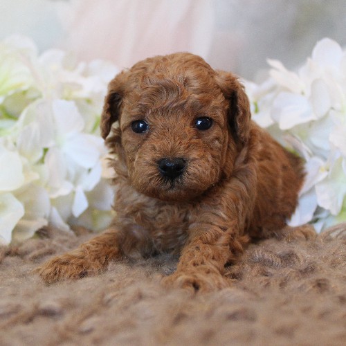 puppy, for, sale, Toy Poodle, Melvin  Fisher, dog, breeder, Coatesville, PA, dog-breeder, puppy-for-sale, forsale, nearby, find, puppyfind, locator, puppylocator, aca