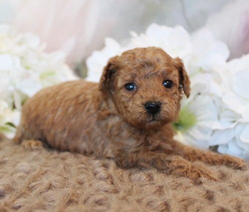 puppy, for, sale, Toy Poodle, Melvin  Fisher, dog, breeder, Coatesville, PA, dog-breeder, puppy-for-sale, forsale, nearby, find, puppyfind, locator, puppylocator, aca