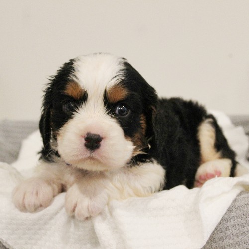 puppy, for, sale, Miniature Bernese Mountain Dog, Melvin  Fisher, dog, breeder, Coatesville, PA, dog-breeder, puppy-for-sale, forsale, nearby, find, puppyfind, locator, puppylocator, aca