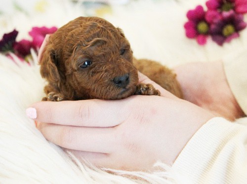 puppy, for, sale, Toy Poodle, Melvin  Fisher, dog, breeder, Coatesville, PA, dog-breeder, puppy-for-sale, forsale, nearby, find, puppyfind, locator, puppylocator, aca