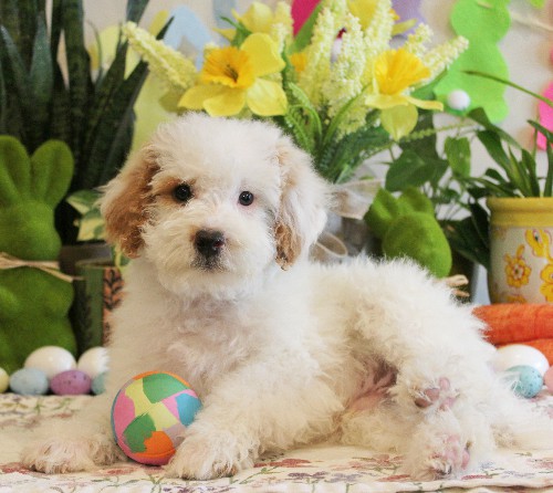 puppy, for, sale, Mini Bernedoodle, Melvin  Fisher, dog, breeder, Coatesville, PA, dog-breeder, puppy-for-sale, forsale, nearby, find, puppyfind, locator, puppylocator, aca