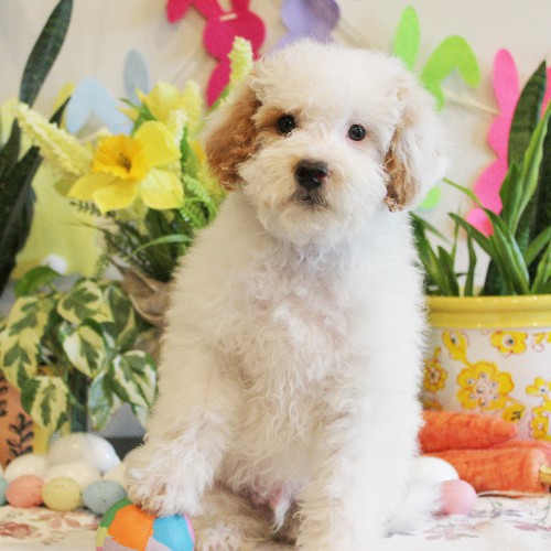 puppy, for, sale, Mini Bernedoodle, Melvin  Fisher, dog, breeder, Coatesville, PA, dog-breeder, puppy-for-sale, forsale, nearby, find, puppyfind, locator, puppylocator, aca