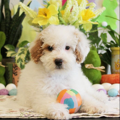 puppy, for, sale, Mini Bernedoodle, Melvin  Fisher, dog, breeder, Coatesville, PA, dog-breeder, puppy-for-sale, forsale, nearby, find, puppyfind, locator, puppylocator, aca