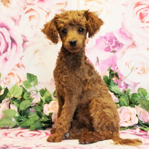 puppy, for, sale, Toy Poodle, Melvin  Fisher, dog, breeder, Coatesville, PA, dog-breeder, puppy-for-sale, forsale, nearby, find, puppyfind, locator, puppylocator, aca