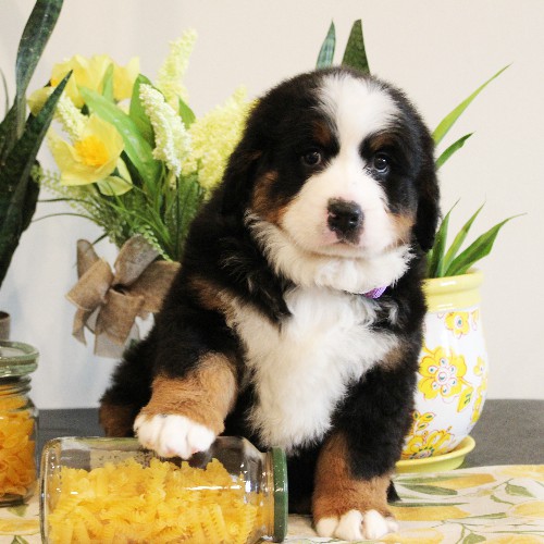 puppy, for, sale, Bernese Mountain Dog, Melvin  Fisher, dog, breeder, Coatesville, PA, dog-breeder, puppy-for-sale, forsale, nearby, find, puppyfind, locator, puppylocator, aca