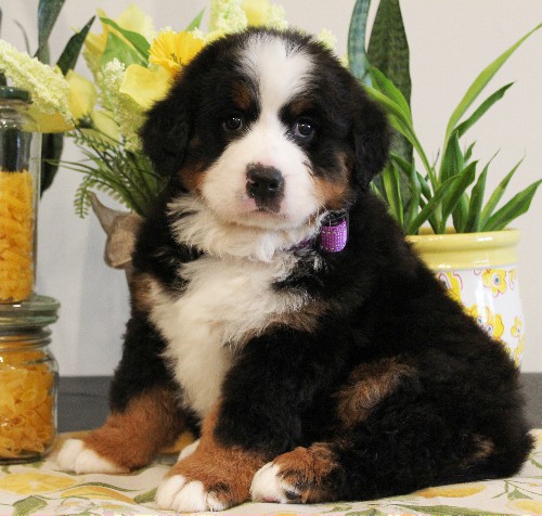 puppy, for, sale, Bernese Mountain Dog, Melvin  Fisher, dog, breeder, Coatesville, PA, dog-breeder, puppy-for-sale, forsale, nearby, find, puppyfind, locator, puppylocator, aca