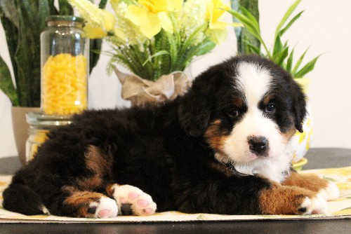 puppy, for, sale, Bernese Mountain Dog, Melvin  Fisher, dog, breeder, Coatesville, PA, dog-breeder, puppy-for-sale, forsale, nearby, find, puppyfind, locator, puppylocator, aca