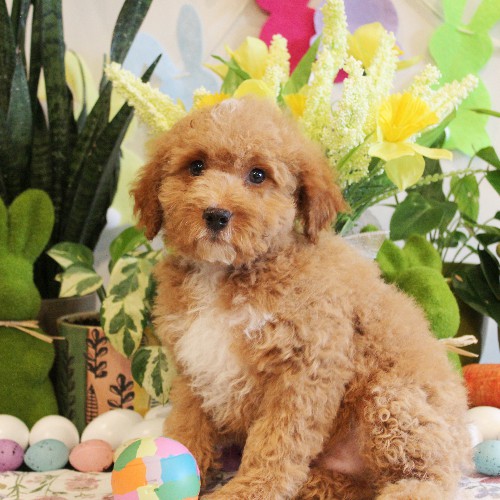 puppy, for, sale, Mini Bernedoodle, Melvin  Fisher, dog, breeder, Coatesville, PA, dog-breeder, puppy-for-sale, forsale, nearby, find, puppyfind, locator, puppylocator, aca