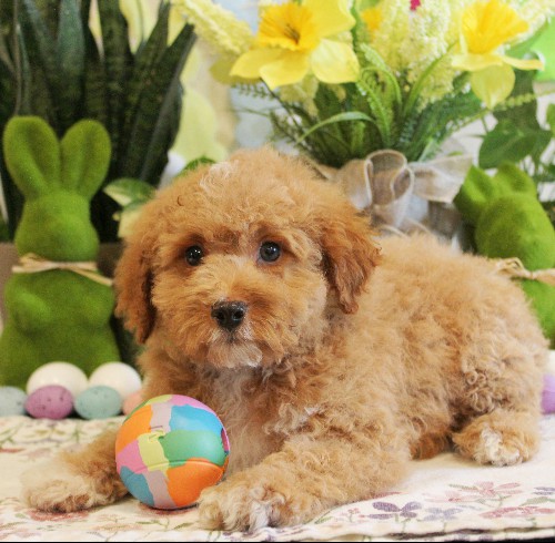 puppy, for, sale, Mini Bernedoodle, Melvin  Fisher, dog, breeder, Coatesville, PA, dog-breeder, puppy-for-sale, forsale, nearby, find, puppyfind, locator, puppylocator, aca