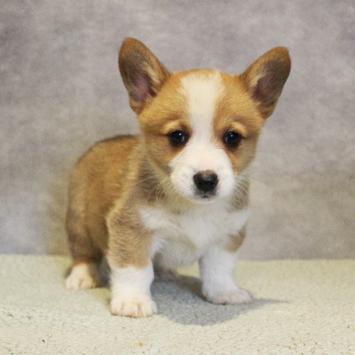 puppy, for, sale, Pembroke Welsh Corgi, Melvin  Fisher, dog, breeder, Coatesville, PA, dog-breeder, puppy-for-sale, forsale, nearby, find, puppyfind, locator, puppylocator, aca
