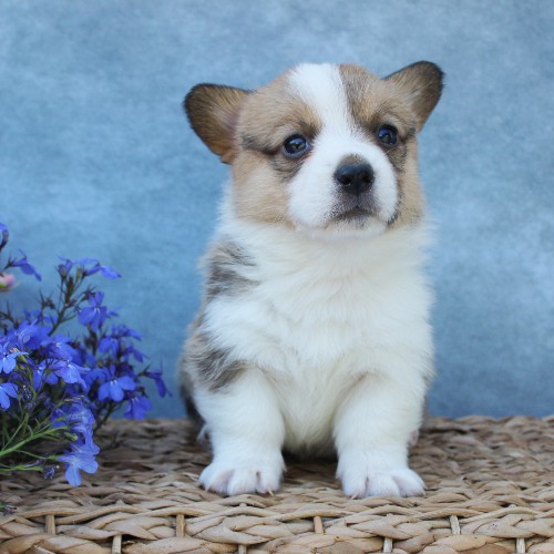 puppy, for, sale, Pembroke Welsh Corgi, Melvin  Fisher, dog, breeder, Coatesville, PA, dog-breeder, puppy-for-sale, forsale, nearby, find, puppyfind, locator, puppylocator, aca