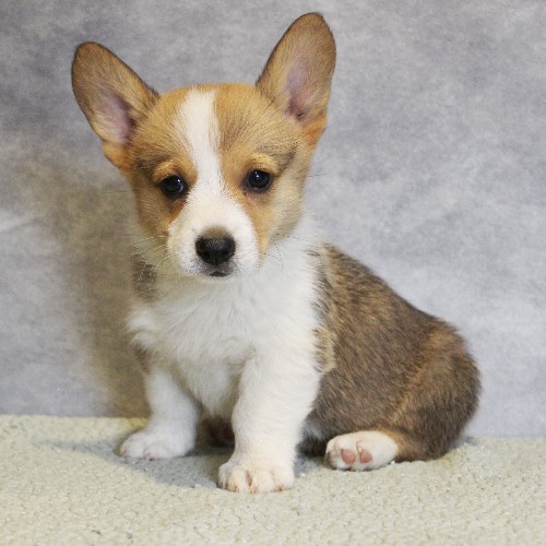 puppy, for, sale, Pembroke Welsh Corgi, Melvin  Fisher, dog, breeder, Coatesville, PA, dog-breeder, puppy-for-sale, forsale, nearby, find, puppyfind, locator, puppylocator, aca