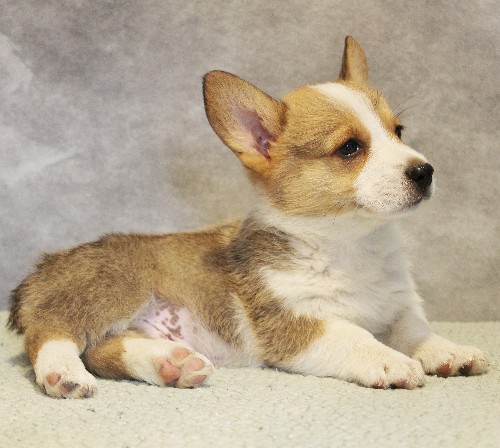 puppy, for, sale, Pembroke Welsh Corgi, Melvin  Fisher, dog, breeder, Coatesville, PA, dog-breeder, puppy-for-sale, forsale, nearby, find, puppyfind, locator, puppylocator, aca