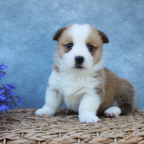 puppy, for, sale, Pembroke Welsh Corgi, Melvin  Fisher, dog, breeder, Coatesville, PA, dog-breeder, puppy-for-sale, forsale, nearby, find, puppyfind, locator, puppylocator, aca