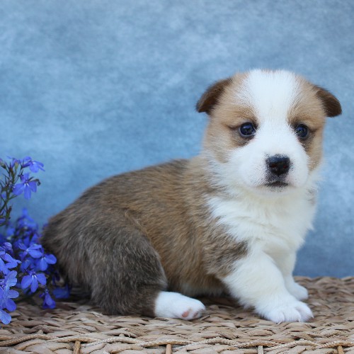 puppy, for, sale, Pembroke Welsh Corgi, Melvin  Fisher, dog, breeder, Coatesville, PA, dog-breeder, puppy-for-sale, forsale, nearby, find, puppyfind, locator, puppylocator, aca