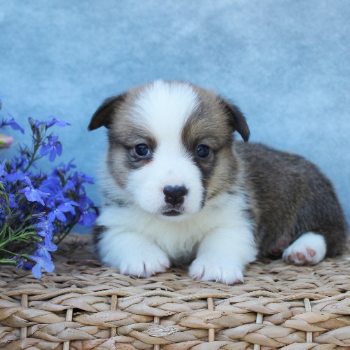 puppy, for, sale, Pembroke Welsh Corgi, Melvin  Fisher, dog, breeder, Coatesville, PA, dog-breeder, puppy-for-sale, forsale, nearby, find, puppyfind, locator, puppylocator, aca