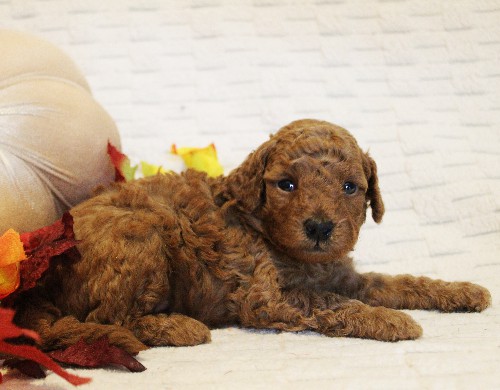 puppy, for, sale, Toy Poodle, Melvin  Fisher, dog, breeder, Coatesville, PA, dog-breeder, puppy-for-sale, forsale, nearby, find, puppyfind, locator, puppylocator, aca