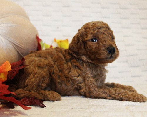 puppy, for, sale, Toy Poodle, Melvin  Fisher, dog, breeder, Coatesville, PA, dog-breeder, puppy-for-sale, forsale, nearby, find, puppyfind, locator, puppylocator, aca