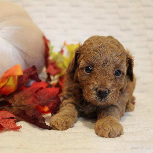 puppy, for, sale, Toy Poodle, Melvin  Fisher, dog, breeder, Coatesville, PA, dog-breeder, puppy-for-sale, forsale, nearby, find, puppyfind, locator, puppylocator, aca