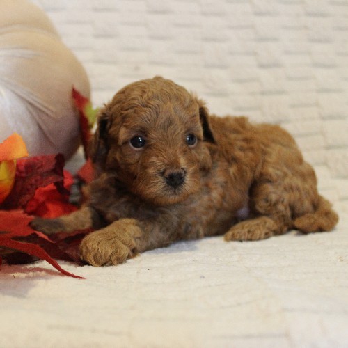 puppy, for, sale, Toy Poodle, Melvin  Fisher, dog, breeder, Coatesville, PA, dog-breeder, puppy-for-sale, forsale, nearby, find, puppyfind, locator, puppylocator, aca