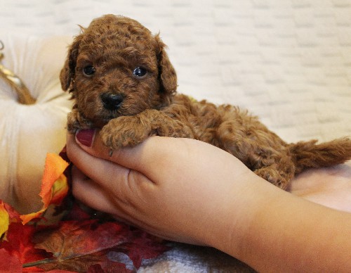puppy, for, sale, Toy Poodle, Melvin  Fisher, dog, breeder, Coatesville, PA, dog-breeder, puppy-for-sale, forsale, nearby, find, puppyfind, locator, puppylocator, aca