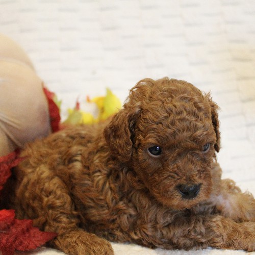 puppy, for, sale, Toy Poodle, Melvin  Fisher, dog, breeder, Coatesville, PA, dog-breeder, puppy-for-sale, forsale, nearby, find, puppyfind, locator, puppylocator, aca