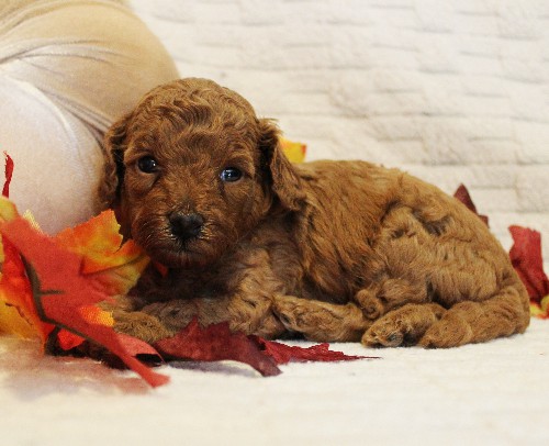 puppy, for, sale, Toy Poodle, Melvin  Fisher, dog, breeder, Coatesville, PA, dog-breeder, puppy-for-sale, forsale, nearby, find, puppyfind, locator, puppylocator, aca