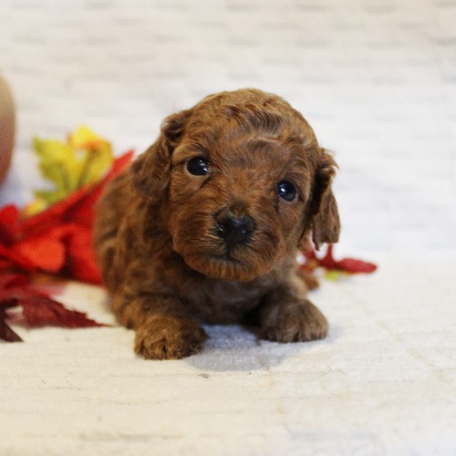 puppy, for, sale, Toy Poodle, Melvin  Fisher, dog, breeder, Coatesville, PA, dog-breeder, puppy-for-sale, forsale, nearby, find, puppyfind, locator, puppylocator, aca