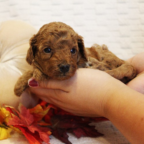 puppy, for, sale, Toy Poodle, Melvin  Fisher, dog, breeder, Coatesville, PA, dog-breeder, puppy-for-sale, forsale, nearby, find, puppyfind, locator, puppylocator, aca