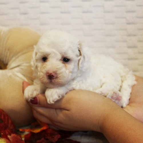 puppy, for, sale, Toy Poodle, Melvin  Fisher, dog, breeder, Coatesville, PA, dog-breeder, puppy-for-sale, forsale, nearby, find, puppyfind, locator, puppylocator, aca