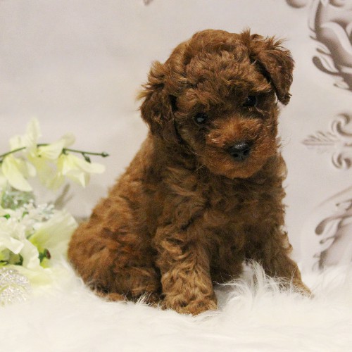 puppy, for, sale, Toy Poodle, Melvin  Fisher, dog, breeder, Coatesville, PA, dog-breeder, puppy-for-sale, forsale, nearby, find, puppyfind, locator, puppylocator, aca