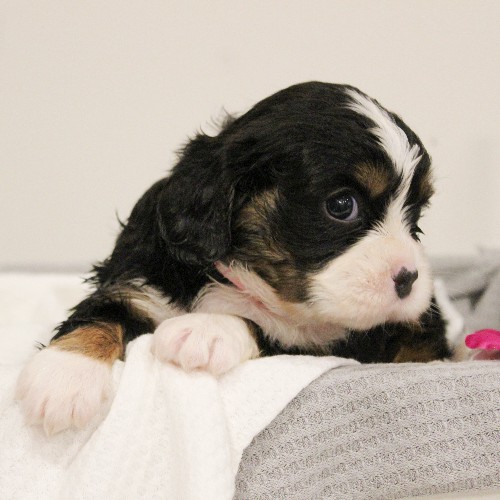 puppy, for, sale, Miniature Bernese Mountain Dog, Melvin  Fisher, dog, breeder, Coatesville, PA, dog-breeder, puppy-for-sale, forsale, nearby, find, puppyfind, locator, puppylocator, aca