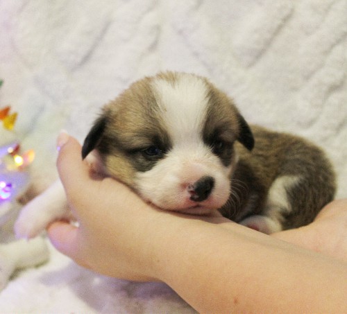 puppy, for, sale, Pembroke Welsh Corgi, Melvin  Fisher, dog, breeder, Coatesville, PA, dog-breeder, puppy-for-sale, forsale, nearby, find, puppyfind, locator, puppylocator, aca