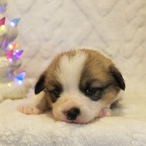 puppy, for, sale, Pembroke Welsh Corgi, Melvin  Fisher, dog, breeder, Coatesville, PA, dog-breeder, puppy-for-sale, forsale, nearby, find, puppyfind, locator, puppylocator, aca