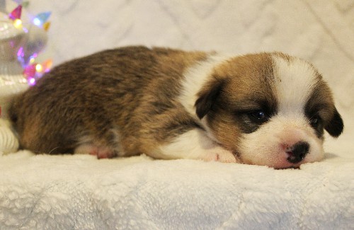 puppy, for, sale, Pembroke Welsh Corgi, Melvin  Fisher, dog, breeder, Coatesville, PA, dog-breeder, puppy-for-sale, forsale, nearby, find, puppyfind, locator, puppylocator, aca