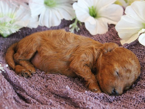 puppy, for, sale, Toy Poodle, Melvin  Fisher, dog, breeder, Coatesville, PA, dog-breeder, puppy-for-sale, forsale, nearby, find, puppyfind, locator, puppylocator, aca