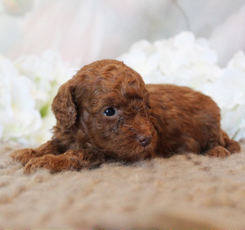 puppy, for, sale, Toy Poodle, Melvin  Fisher, dog, breeder, Coatesville, PA, dog-breeder, puppy-for-sale, forsale, nearby, find, puppyfind, locator, puppylocator, aca