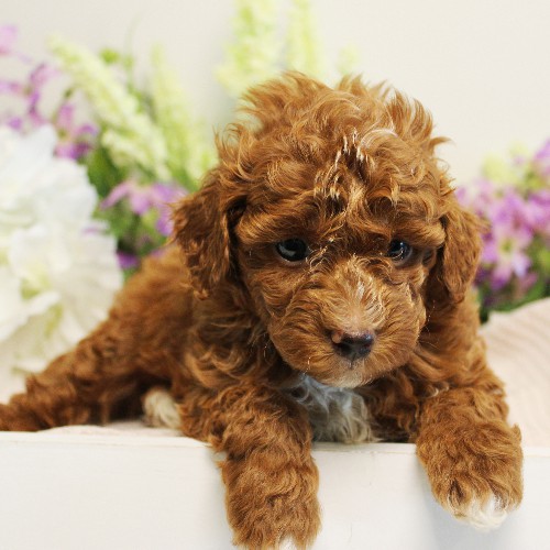 puppy, for, sale, Toy Poodle, Melvin  Fisher, dog, breeder, Coatesville, PA, dog-breeder, puppy-for-sale, forsale, nearby, find, puppyfind, locator, puppylocator, aca