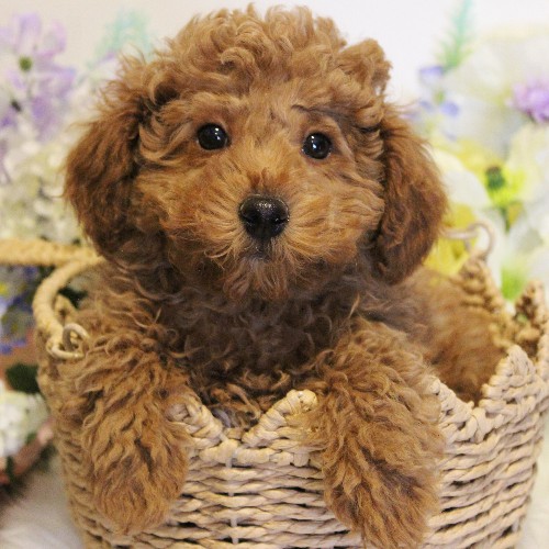 puppy, for, sale, Toy Poodle, Melvin  Fisher, dog, breeder, Coatesville, PA, dog-breeder, puppy-for-sale, forsale, nearby, find, puppyfind, locator, puppylocator, aca