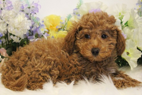 puppy, for, sale, Toy Poodle, Melvin  Fisher, dog, breeder, Coatesville, PA, dog-breeder, puppy-for-sale, forsale, nearby, find, puppyfind, locator, puppylocator, aca