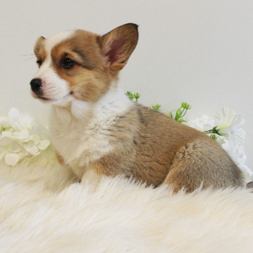 puppy, for, sale, Pembroke Welsh Corgi, Melvin  Fisher, dog, breeder, Coatesville, PA, dog-breeder, puppy-for-sale, forsale, nearby, find, puppyfind, locator, puppylocator, aca