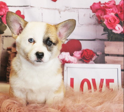 puppy, for, sale, Pembroke Welsh Corgi, Melvin  Fisher, dog, breeder, Coatesville, PA, dog-breeder, puppy-for-sale, forsale, nearby, find, puppyfind, locator, puppylocator, aca