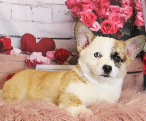puppy, for, sale, Pembroke Welsh Corgi, Melvin  Fisher, dog, breeder, Coatesville, PA, dog-breeder, puppy-for-sale, forsale, nearby, find, puppyfind, locator, puppylocator, aca