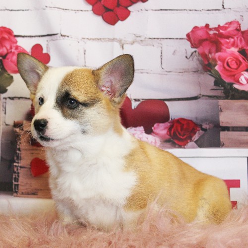 puppy, for, sale, Pembroke Welsh Corgi, Melvin  Fisher, dog, breeder, Coatesville, PA, dog-breeder, puppy-for-sale, forsale, nearby, find, puppyfind, locator, puppylocator, aca